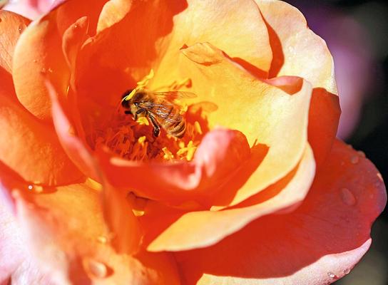 ORF nachlese - Juni 2018: Rosen als Bienenattraktion 